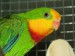papousek-nadherny-detail-hlavy